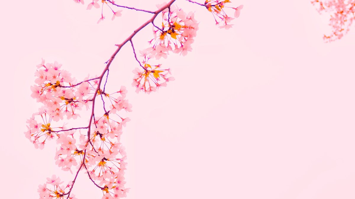 BlossomMD Medical Spa & Wellness