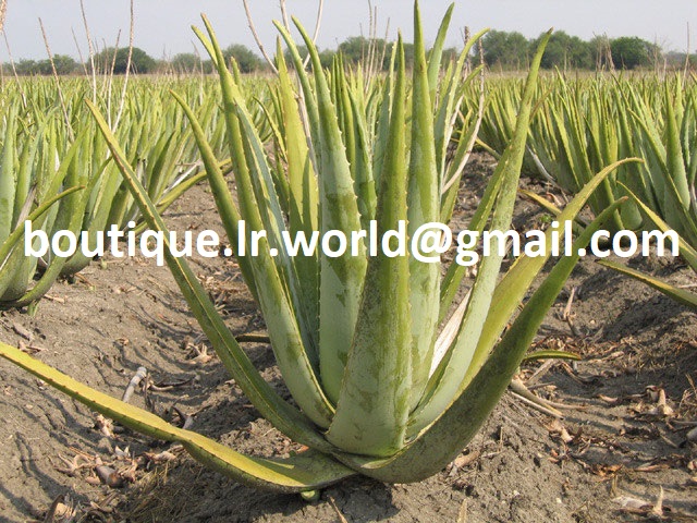 Boutique Aloe Vera