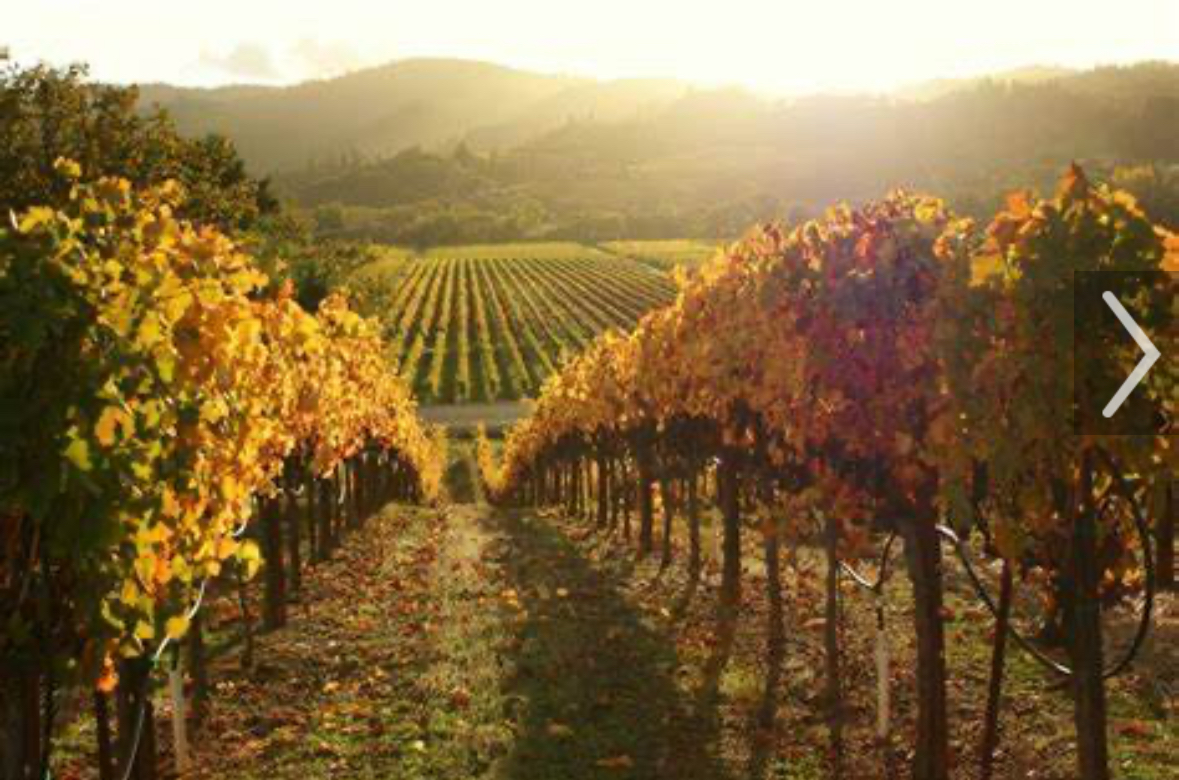 Sonoma Aesthetics